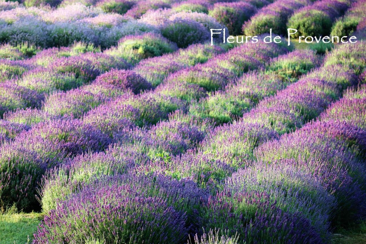 Fleurs De Provence Apartamento LʼIsle-sur-la-Sorgue Exterior foto